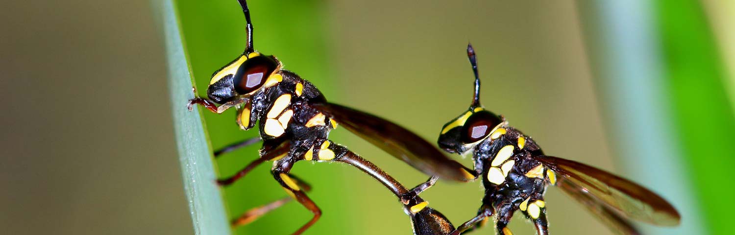 Animals to keep an eye on in Singapore