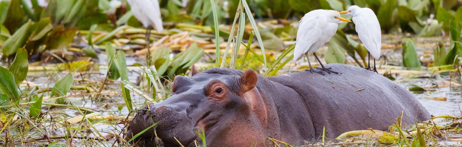 The top 5 most dangerous animals in south Africa