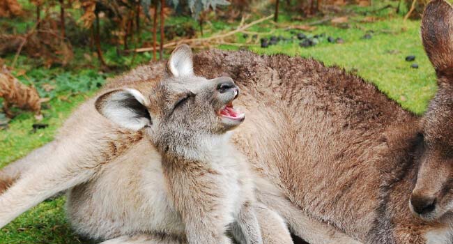 Top 5 coolest Australian animals you may not have heard of