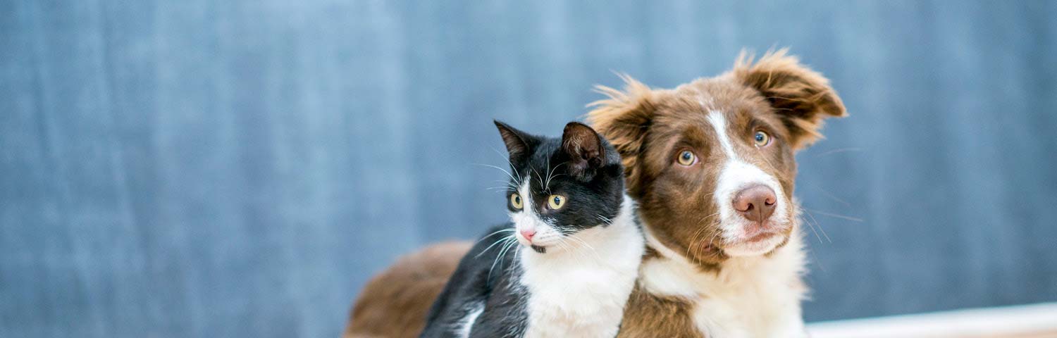 Possible impact of No-Deal Brexit on Pet Relocation